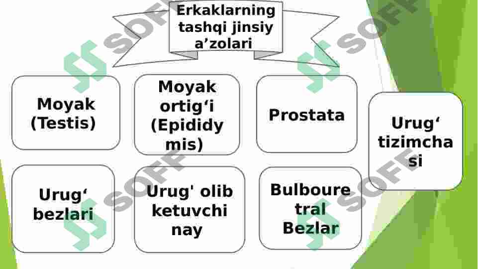 Erkak jinsiy azolarining jinsiy qiynoqlari