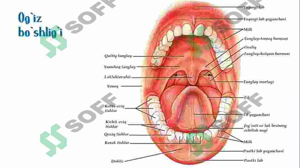 Mushak porno aktrisalar Natalya Shturm yalangoch fotosurat