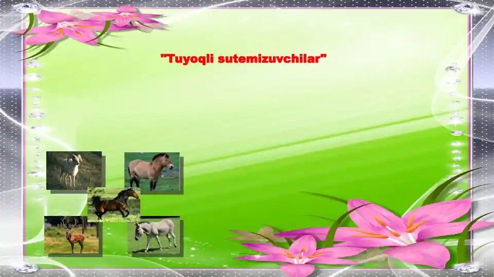 Tuyoqli sutemizuvchilar