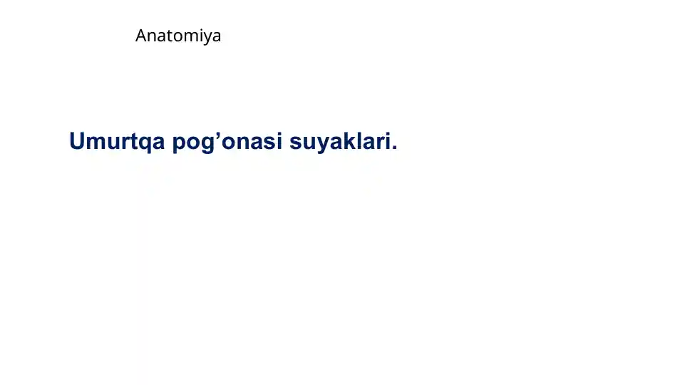 Anatomiya Umurtqapog’onasi suyaklari