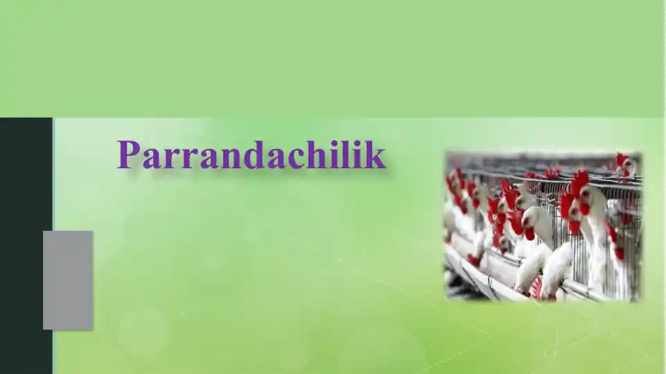 card img