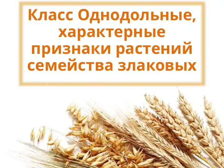 Однодольные, характерные признаки растений семейства злаковых