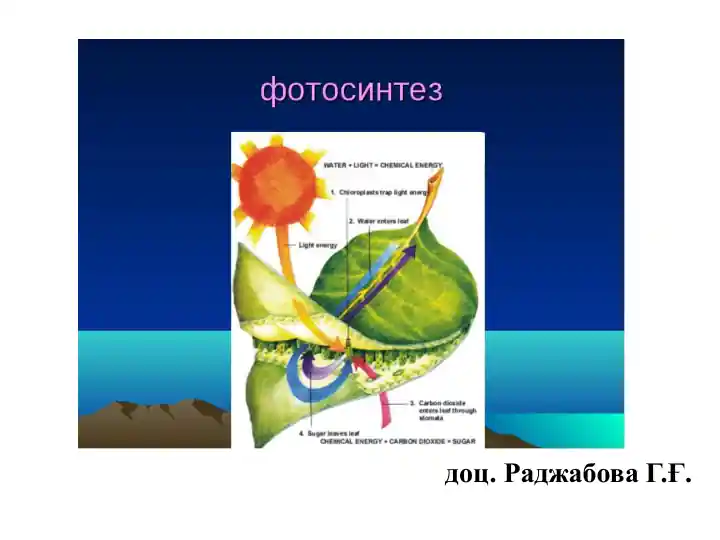 РЕЦЕПЦИЯ БИОФИЗИКАСИ
