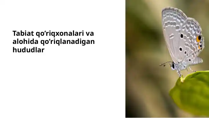 Tabiat qo’riqxonalari va alohida qo’riqlanadigan hududlar