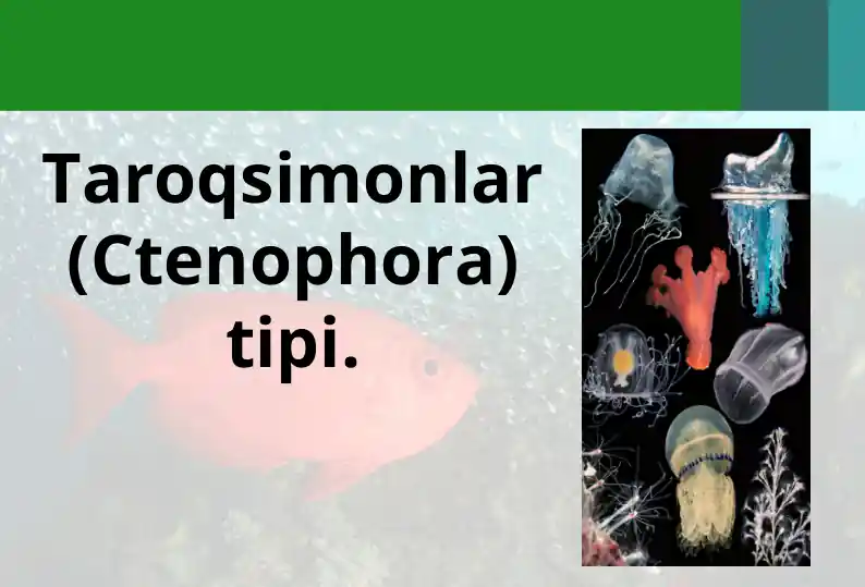 Taroqsimonlar (Ctenophora) tipi