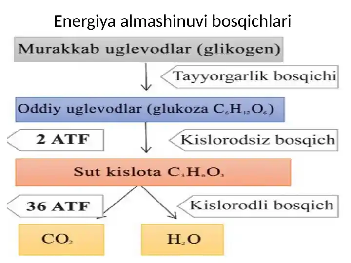 Aidan Shener porno rasmlar