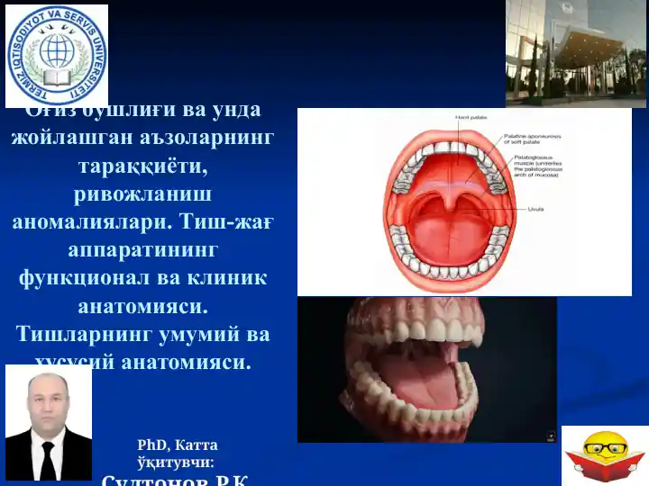 Оғиз бўшлиғи ва унда жойлашган аъзоларнинг тараққиёти, ривожланиш аномалиялари. Тиш-жағ аппаратининг функционал ва клиник анатомияси. Тишларнинг умумий ва хусусий анатомияси.