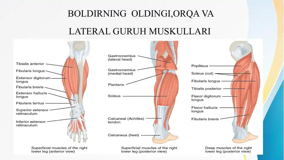 BOLDIRNING OLDINGI,ORQA VA LATERAL GURUH MUSKULLARI Болдирнинг олдинги орка ва латерал мускуллари