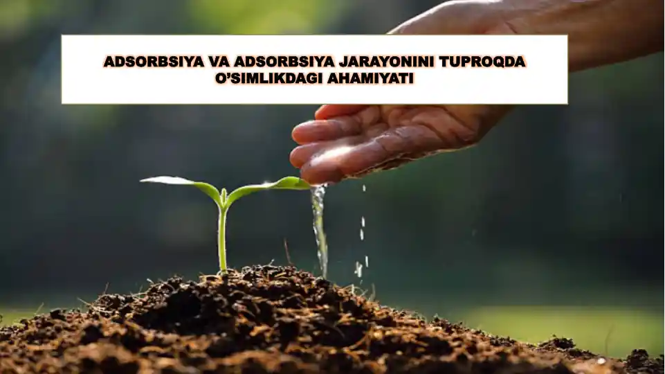 Adsorbsiya va adsorbsiya jarayonini tuproqda o'simlikdagi ahamiyati
