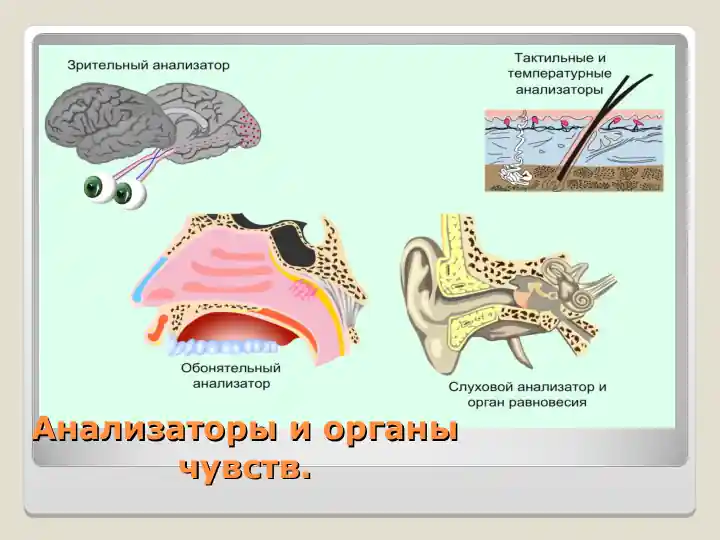 Анализаторы и органы чувств