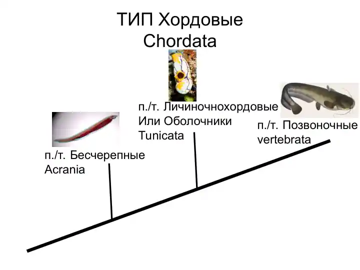 Хордовые (Chordata)