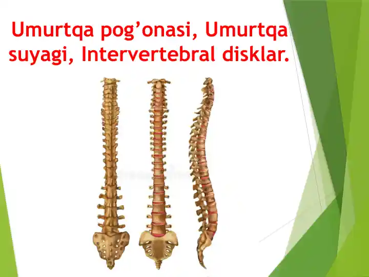 Umurtqa pog’onasi, Umurtqa suyagi, Intervertebral disklar.