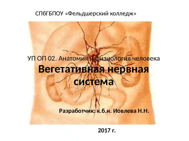 Анатомия и физиология человека. Вегетативная нервная система