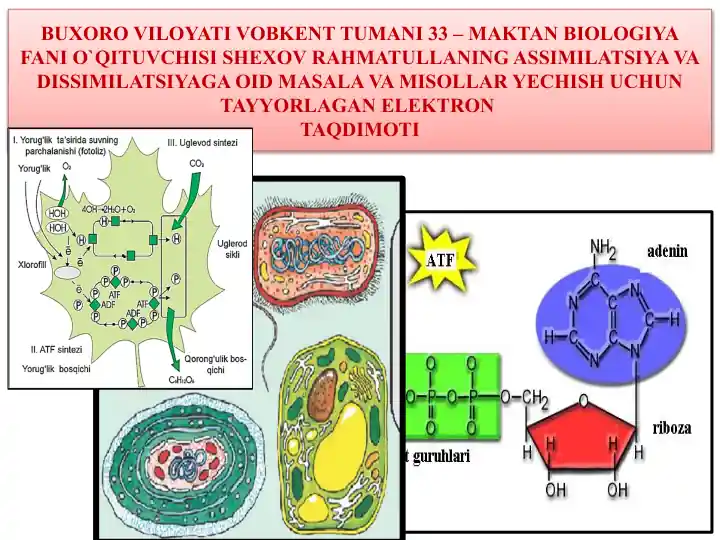 Assimilatsiya va Dissimilatsiya jarayoni