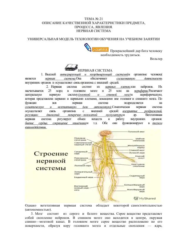 Нервная система
