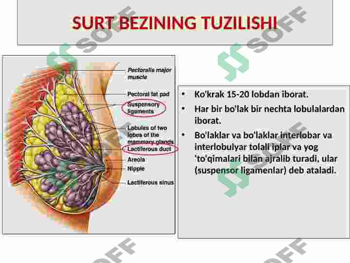 Lesbian kattalar video Oglining ogay onasi bilan jinsiy aloqada bolgan porno video