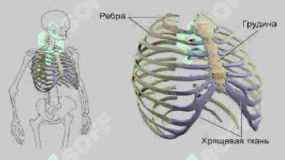 Kokrak qafasi bolgan eng seksual onalar jinsiy aloqada bolishadi