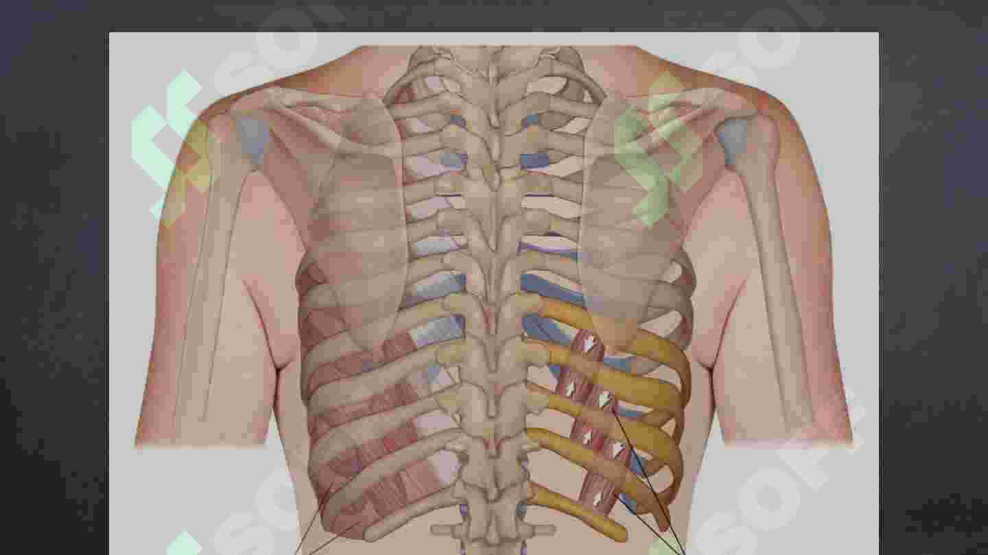 Va Aneli bilan porno