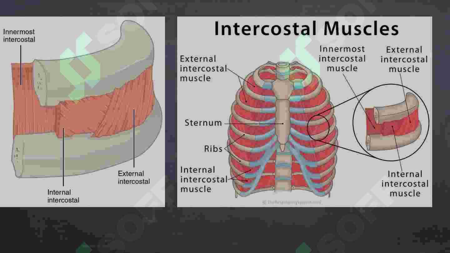 Qamoqxonadagi osmirlar ortasidagi jinsiy aloqa Qisqa sochli qizlar seksualdir