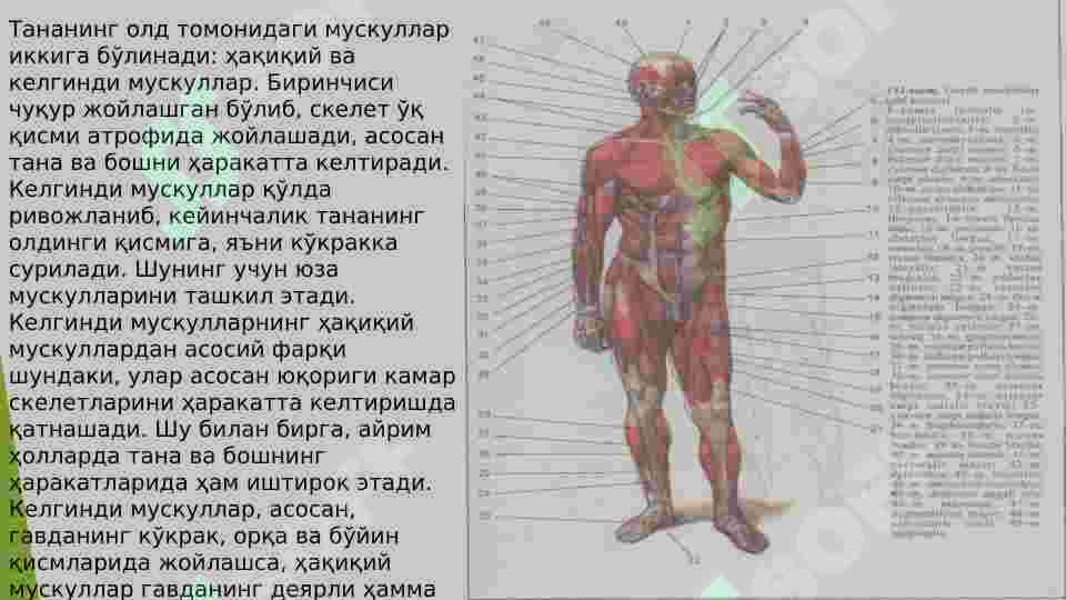 Qorin tugmasi ostidagi kokrak fotosuratlari