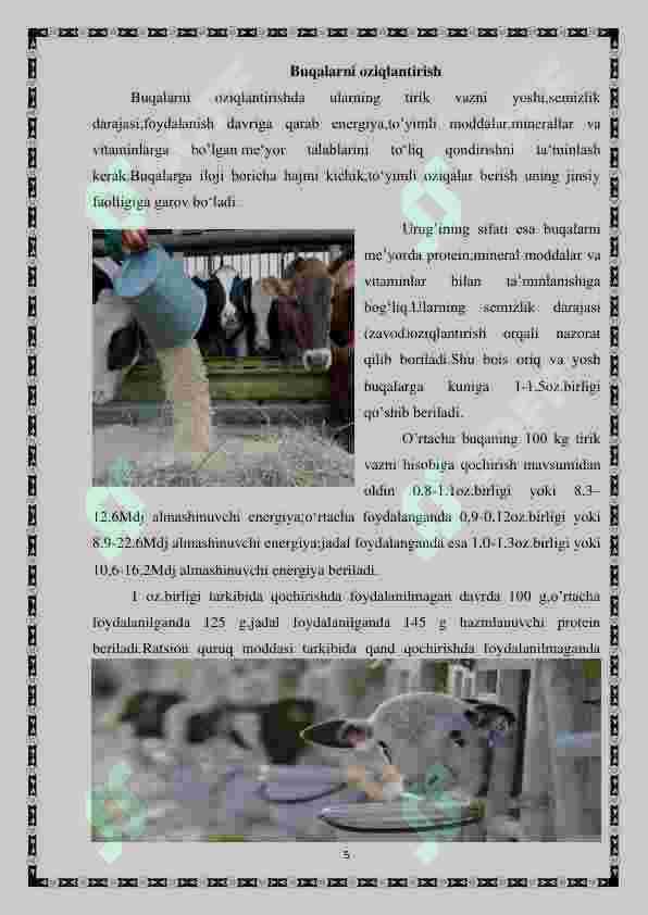 külot kiygan eshak surati