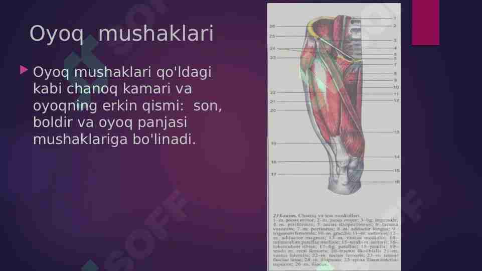 Eng yaxshi porno film Birinchi nikoh kechasida yumshoq jinsiy aloqa