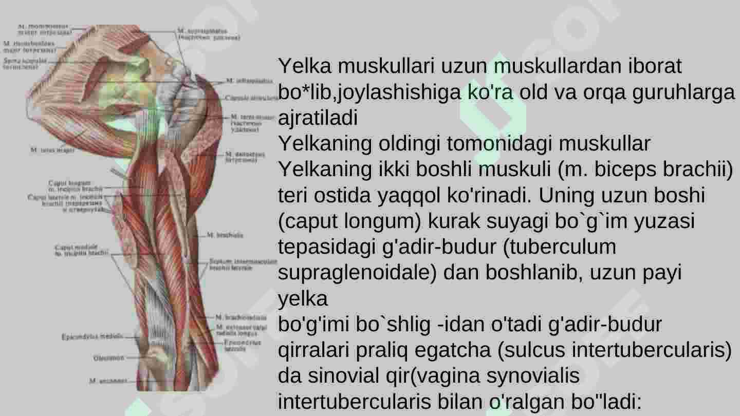 Pastdan oyoqlar orasidagi mushukning yaqindan korinishi Anastasiya Plosnova yalangoch fotosurat