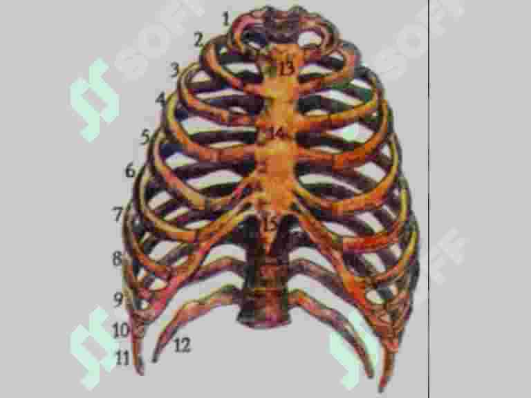 Jinsiy aloqada bolgan yosh qizlarning samimiy fotosuratlari Qadimgi Rim qulni sikmoqda