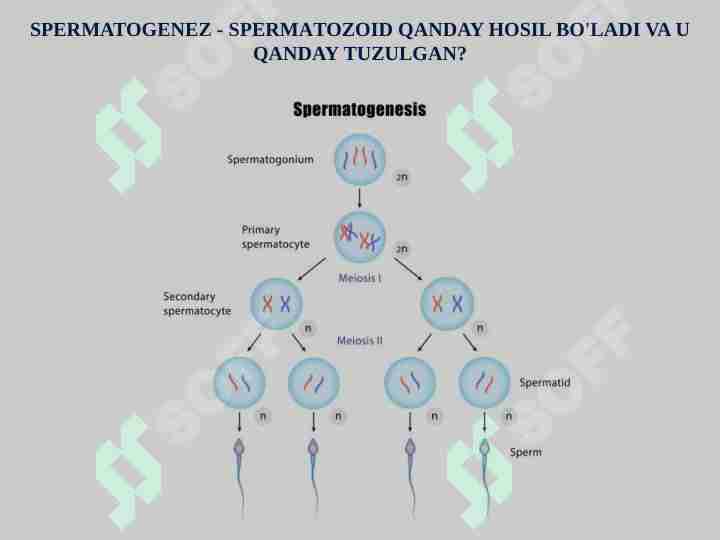 Jinsiy fohisha Langepas Oriq eshaklar bilan porno