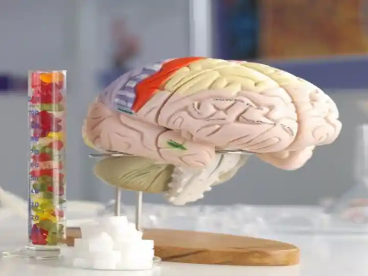 Функции головного и спинногомозга