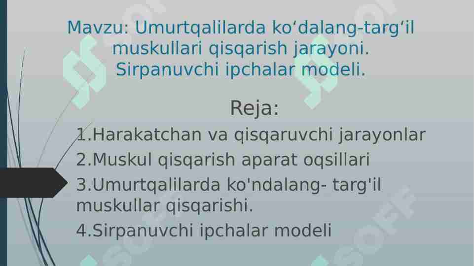 Umurtqalilarda ko‘dalang-targ‘il muskullari qisqarish jarayoni. Sirpanuvchi ipchalar modeli.