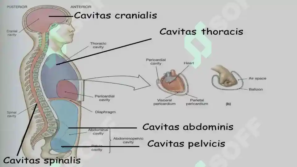 Yalangoch ayol va erkakning hammomdagi videosi