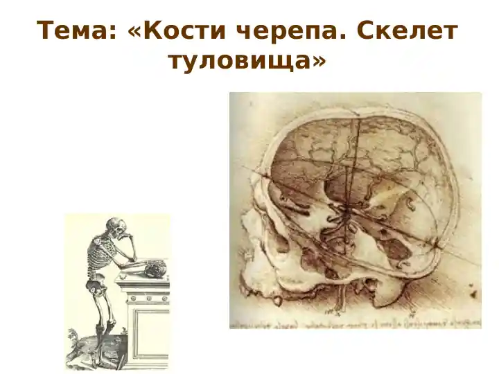 Череп и скелет туловища