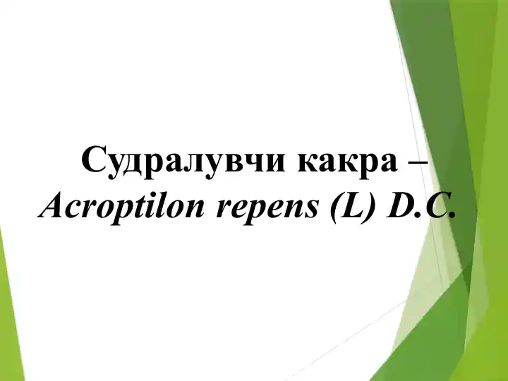 Судралувчи какра (Acroptilon repens)