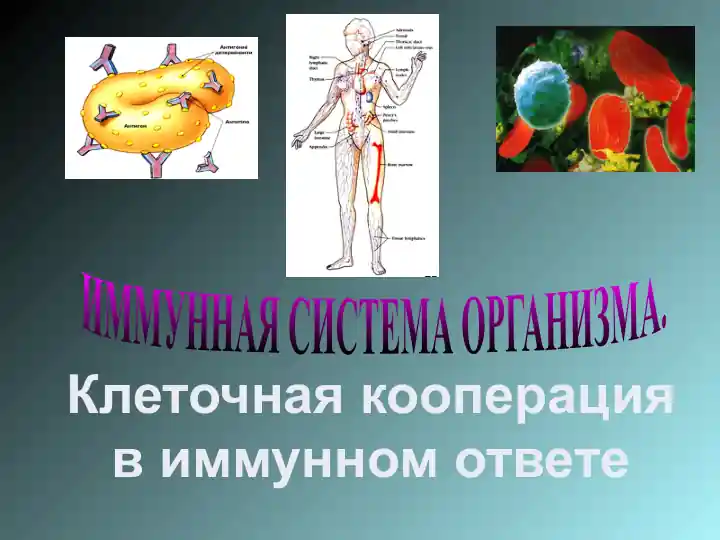 ИММУННАЯ СИСТЕМА ОРГАНИЗМА