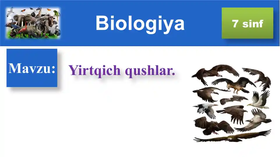 Yirtqich qushlar