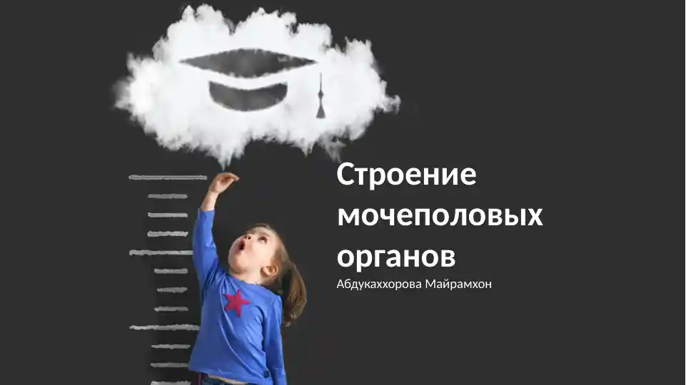 Строение мочеполовых органов