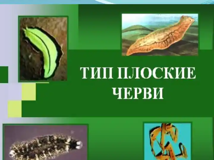 Yassi chuvalchanglarning tipik va priklich chuvalchanglar va so'rg'ichlilarsinflari
