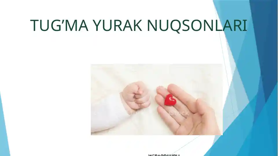 YURAK ANATOMIYASI