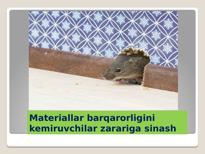 Materiallar barqarorligini kemiruvchilar zarariga sinash.