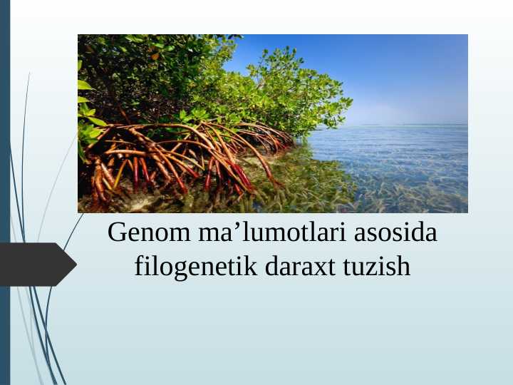 Genom ma’lumotlari asosida filogenetik daraxt tuzish.