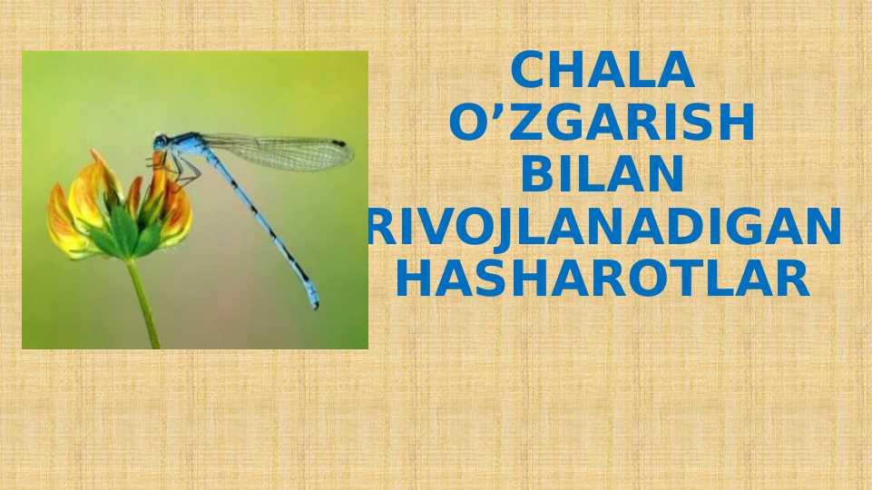 Hashorotlar Rasmi CHALA O’ZGARISH BILAN RIVOJLANADIGAN HASHAROTLAR
