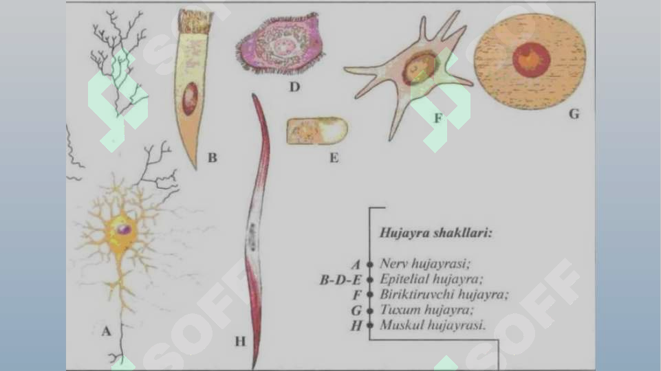 Porno animatsiyalar 240x320