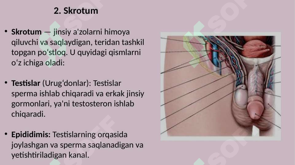 Anal porno malikalar