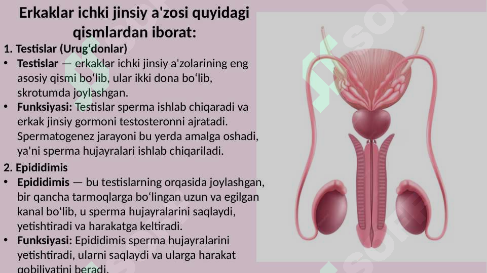 Videoda jinsiy aloqa va porno