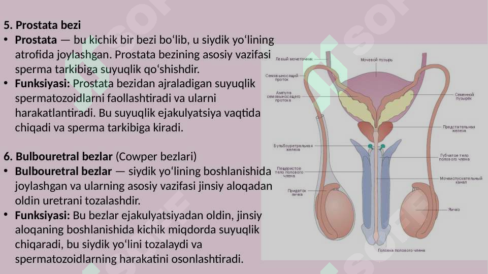 Transseksual fotooperatsiya
