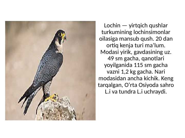 Lochin