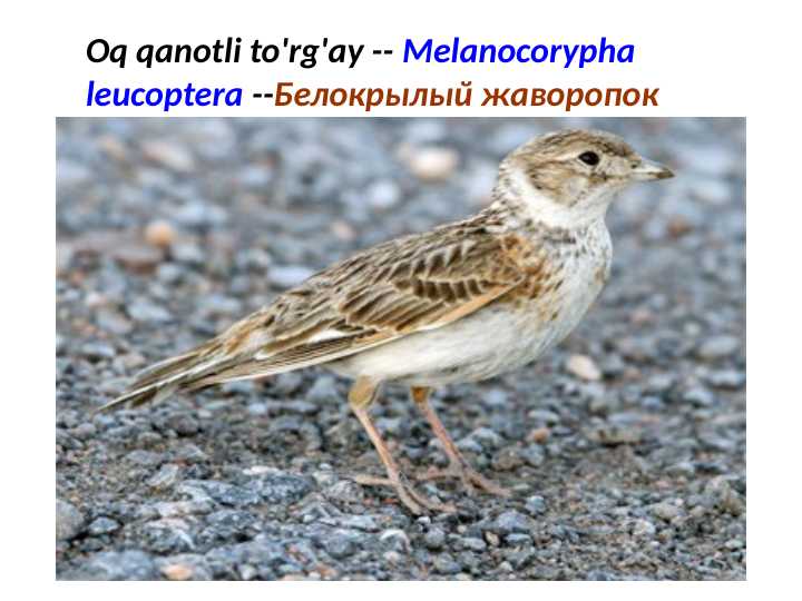 Oq qanotli to'rg'ay