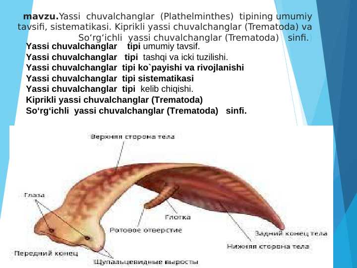 Yassi chuvalchanglar (Plathelminthes) tipining umumiy tavsifi, sistematikasi. Kiprikli yassi chuvalchanglar (Trematoda) va So‘rg‘ichli yassi chuvalchanglar (Trematoda) sinfi pptx