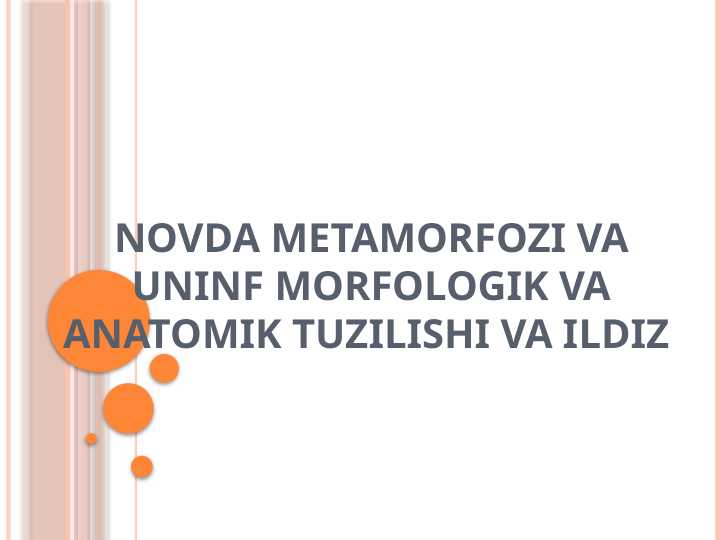 NOVDA METAMORFOZI VA UNINF MORFOLOGIK VA ANATOMIK TUZILISHI VA ILDIZ